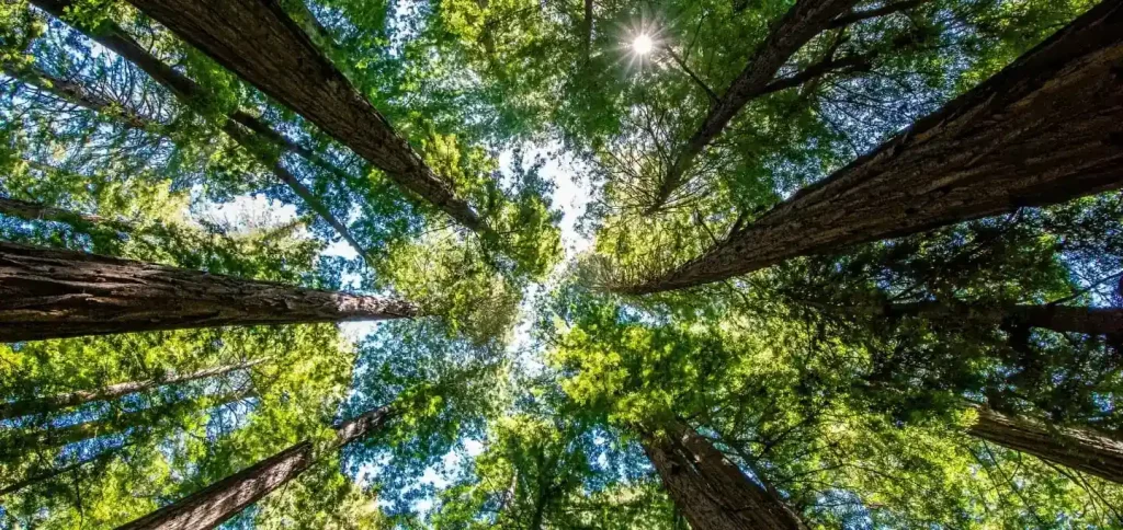 View of a green forest canopy from below